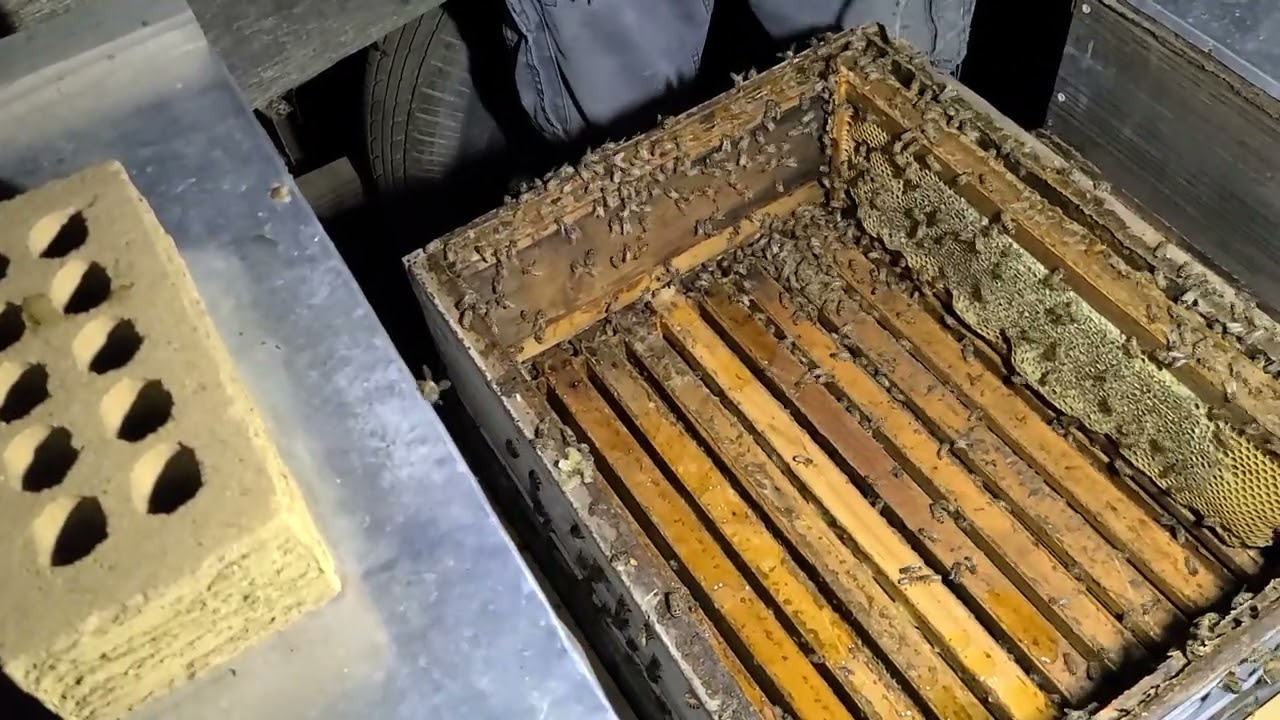 Night Harvest with the half naked beekeeper. DO NOT TRY THIS WITH YOUR BEES