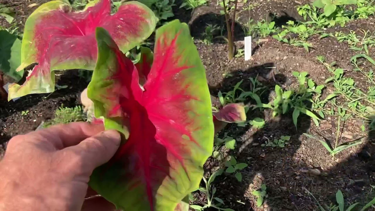 Środa w ogrodzie , caladium w słońcu , colocasia thai giant kwitnie  14.07.2021.