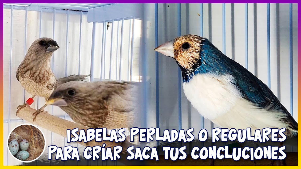 Isabelas perladas o regulares para criar saca tus conclusiones CON FINAL FELIZ🦜