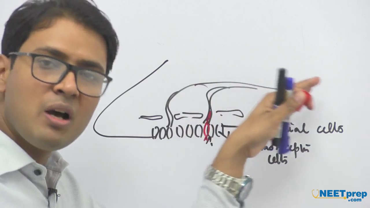 Ear Balancing | Neural Control & Coordination | Dr  Rajeev Ranjan - NEET Video lectures