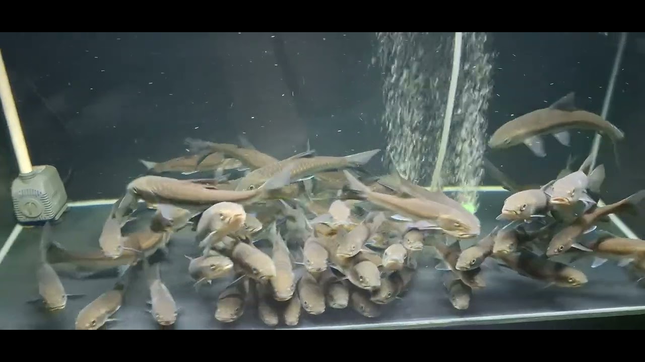 Cá mị nương ngọc lam Stra ( Stra Blue Mahseer ). Neolissochilus Stracheyi. Ken Nhi Shop. 