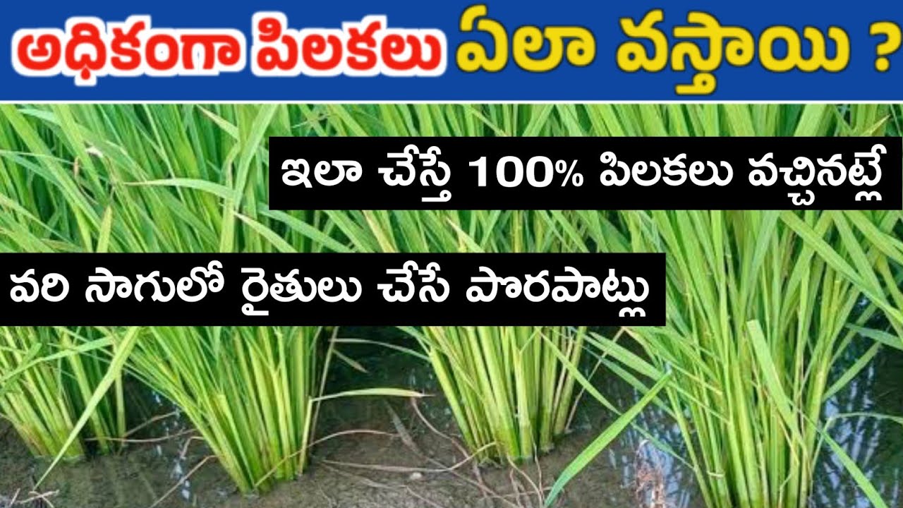 వరిలో అధికంగా పిలకలు రావాలంటే ఏలా? @prasadagriculture