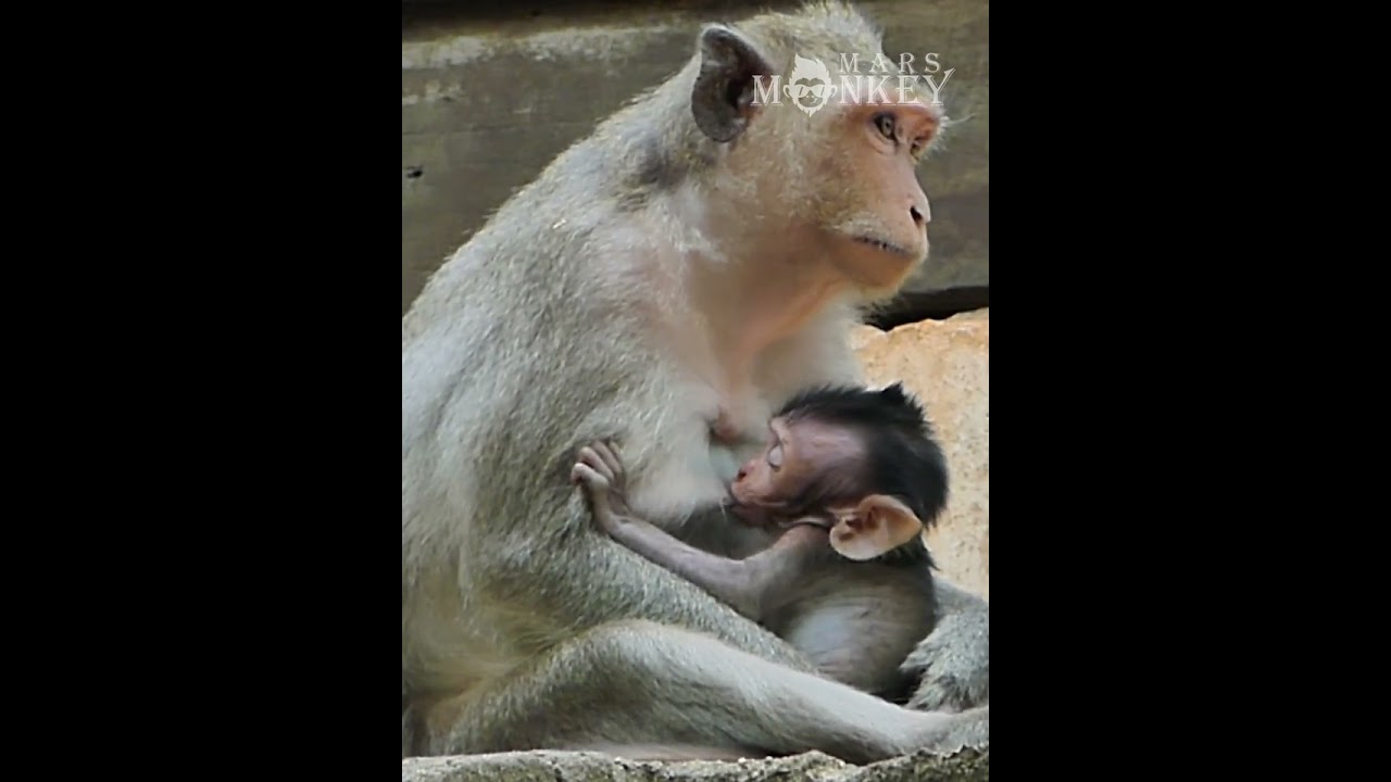 Adorable baby monkey playing with nature and enjoy life
