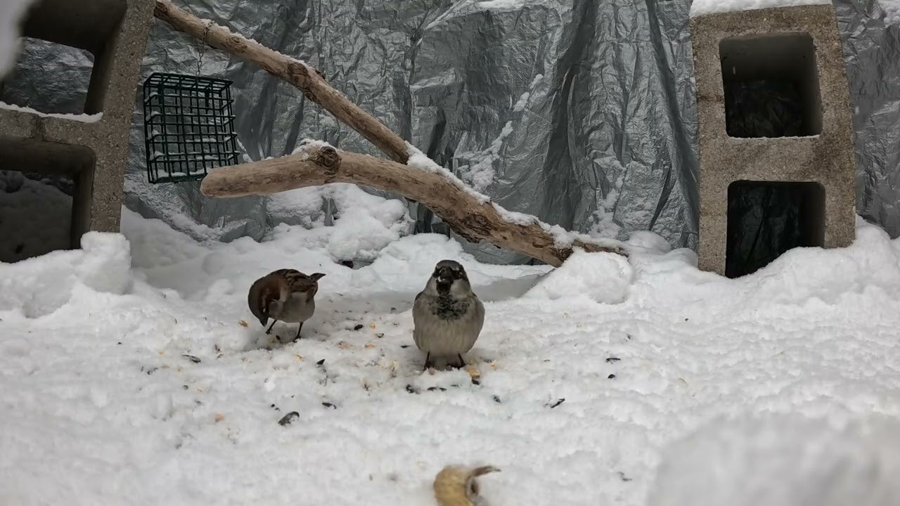 Critter Cam - 1-16-26 - Some snow with sparrows, cardinals and juncos.