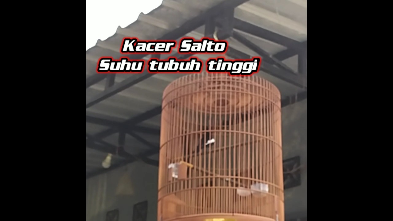 Kacer salto giras anti mbagong