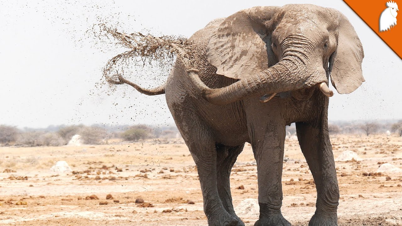 5 Verrassende verschillen tussen Afrikaanse en Aziatische olifanten