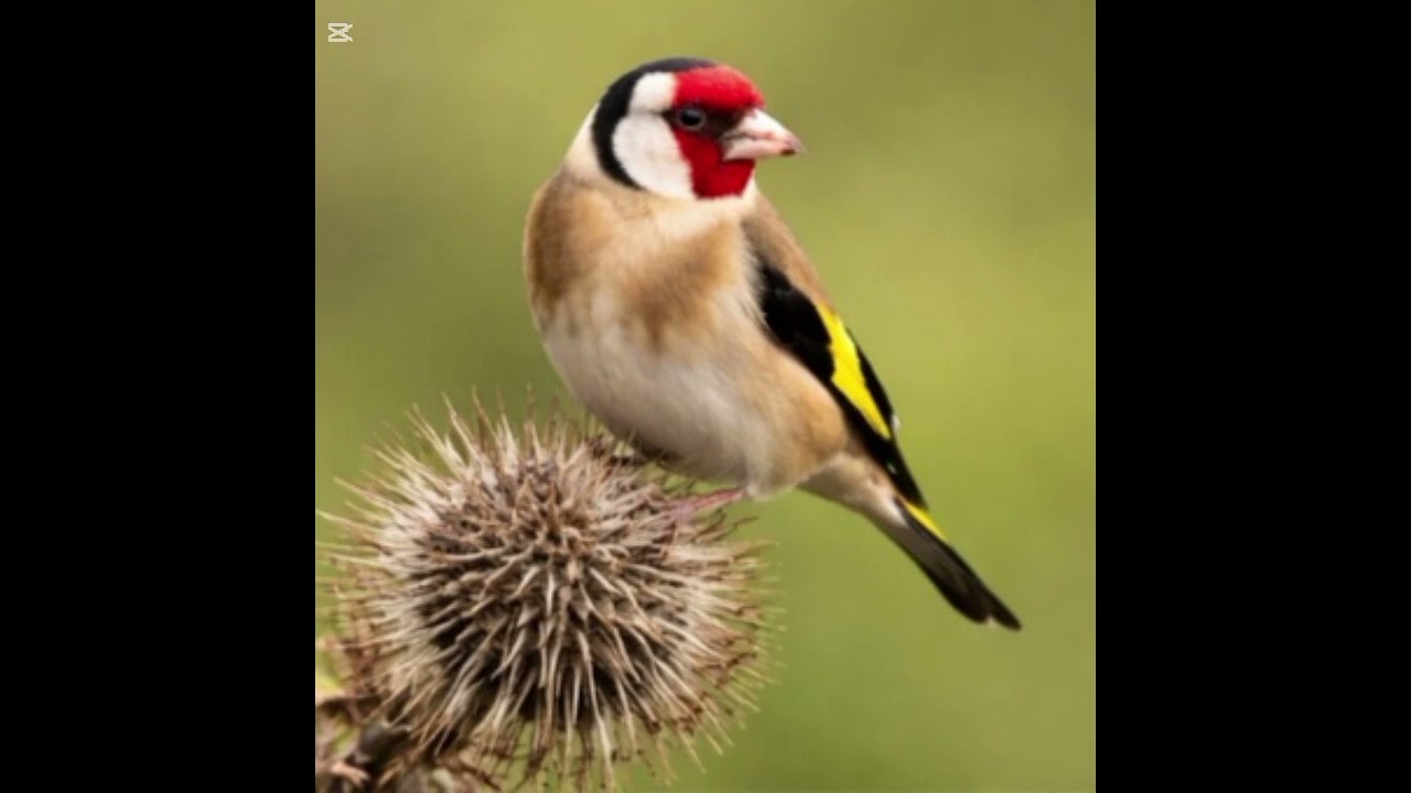 صوت طيور الحسون 🐦🎶