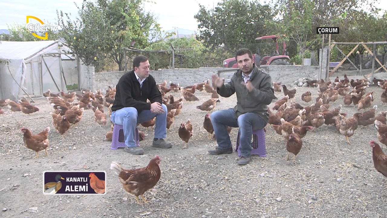 Kanatlı Alemi-Lohman Brown ve Ataks Irkı Tavuklar Hakkında Bilmediklerimiz...