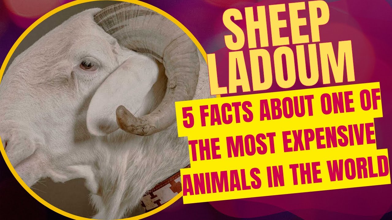 SHEEP LADOUM  5 FACTS ABOUT ONE OF THE MOST EXPENSIVE ANIMALS IN THE WORLD- Curious Head