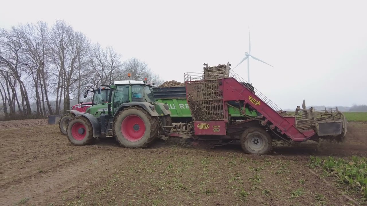 Arrachage de betteraves avec un chantier décomposé (Fendt/MF)