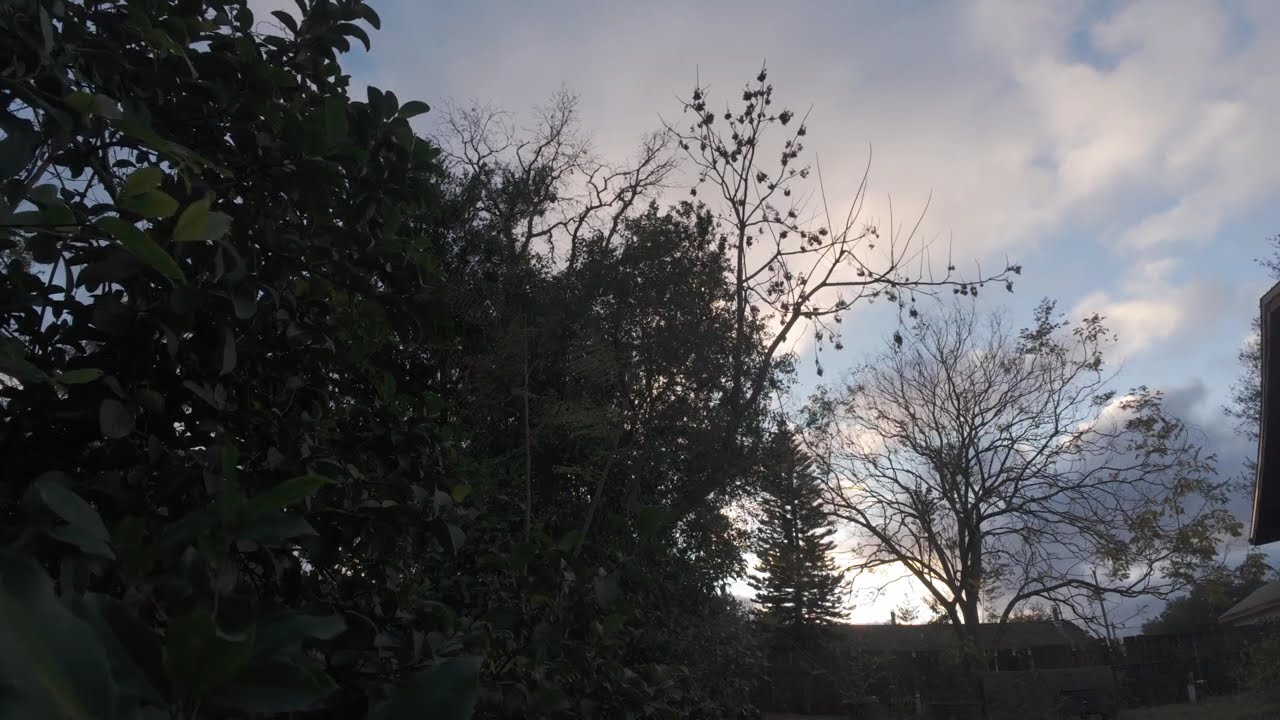 Still World ASMR | Quiet Sunset with Trees & Clouds 🌅 35 Minutes of Outdoor Ambience