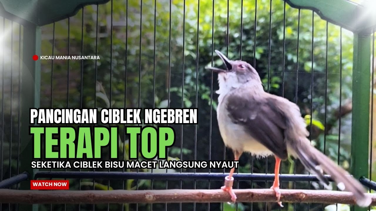 Burung Ciblek SEMI Gacor NGEBREN Untuk Pancingan Ciblek dan MASTERAN BURUNG Kesayangan Anda