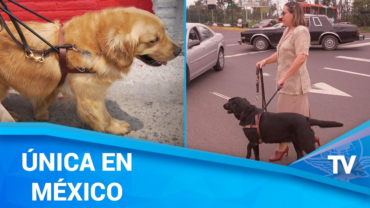Todo sobre los perros gu&iacute;a