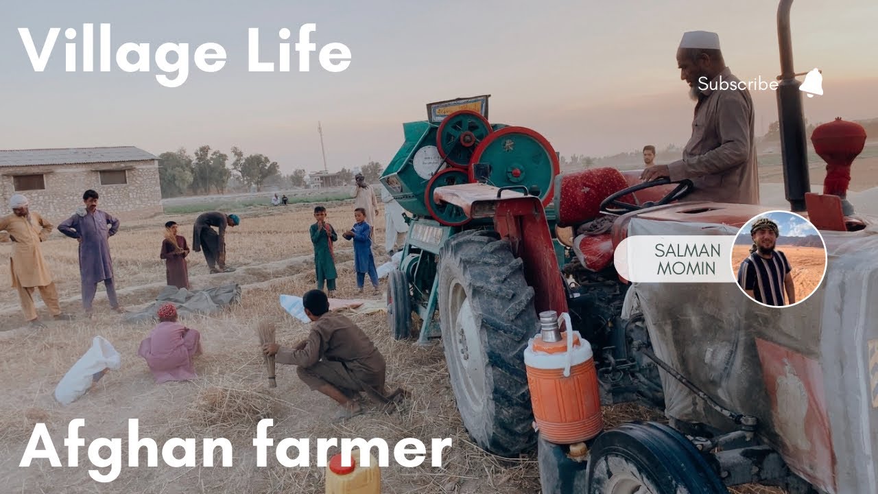 A day in the life of an Afghan village farmer. Wheat harvesting Afghanistan.