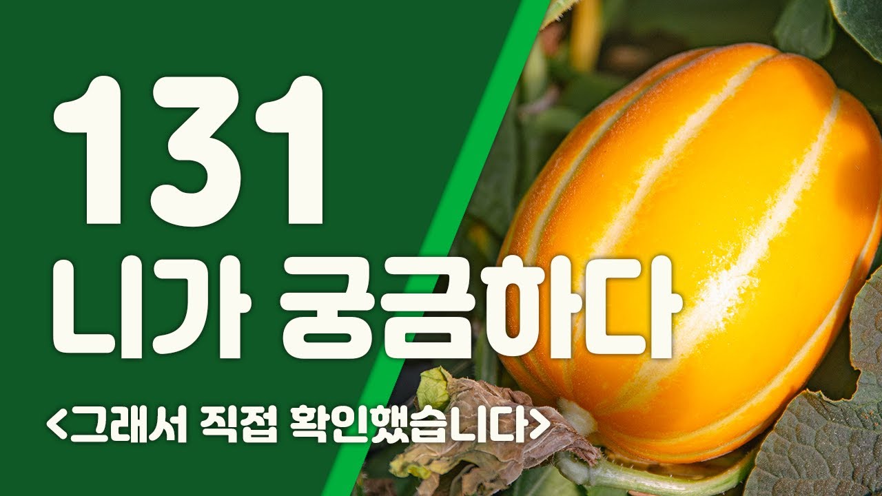 더기반 - 새롭게 선보일 참외품종을 소개합니다.