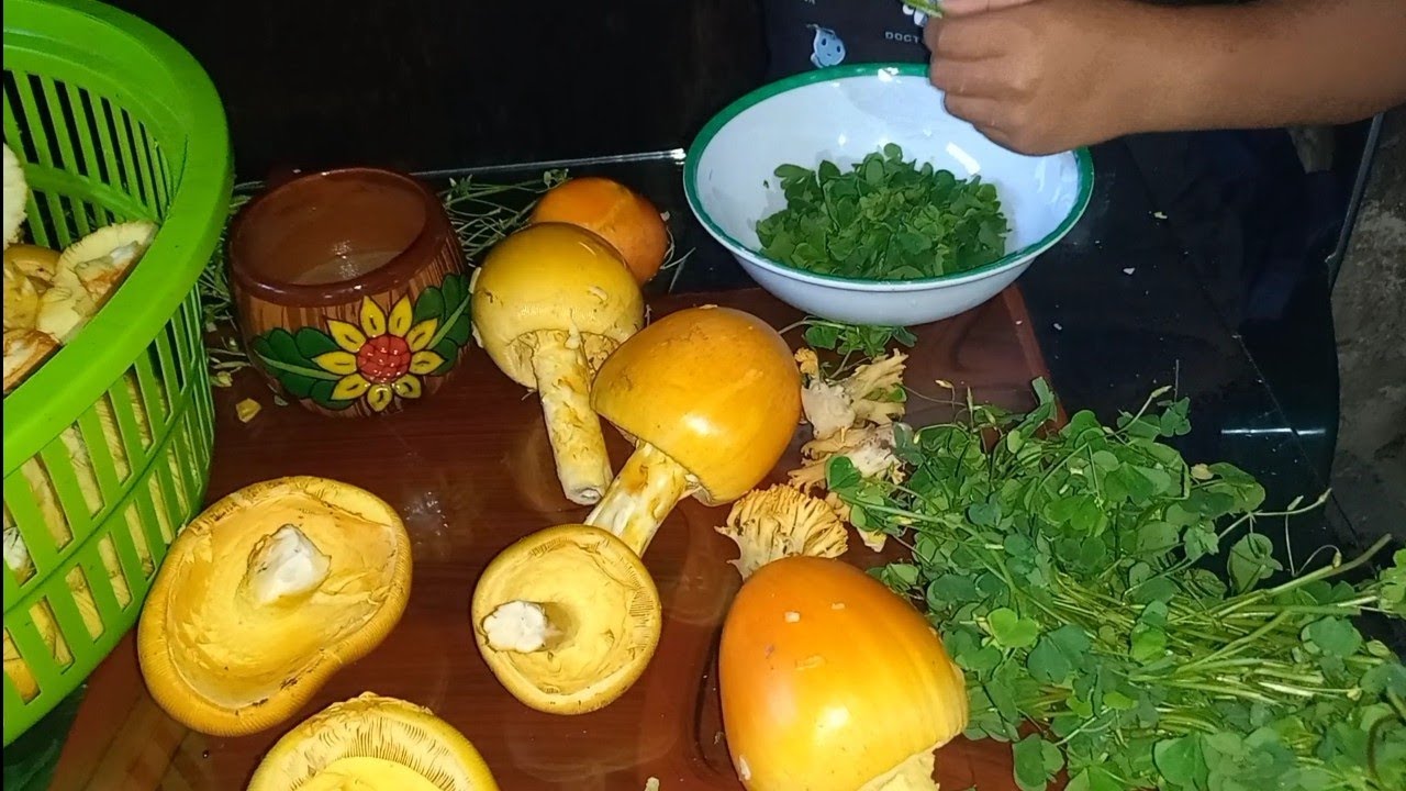 Los mejores hongos🍄🍄 de Oaxaca.