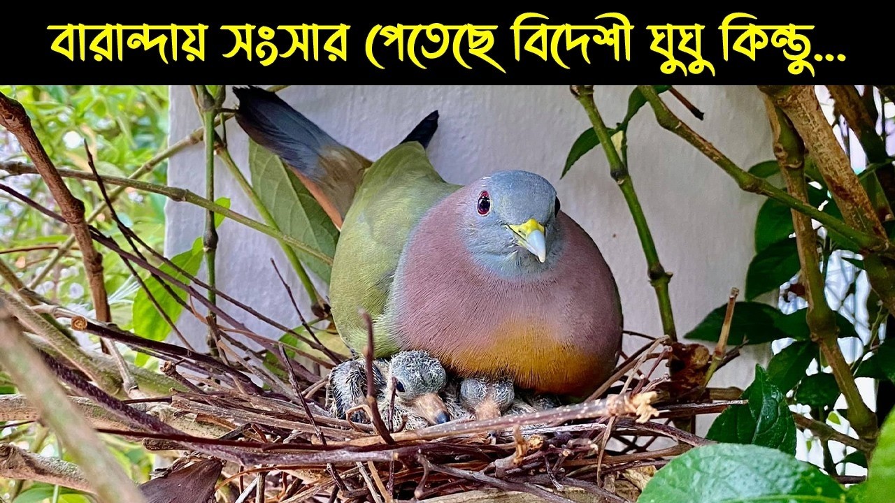 বন্য সবুজ ঘুঘু দম্পতির জীবন কাহিনী  | Bird Story-238 | The Life Story of Green Dove Bird | মায়াজাল