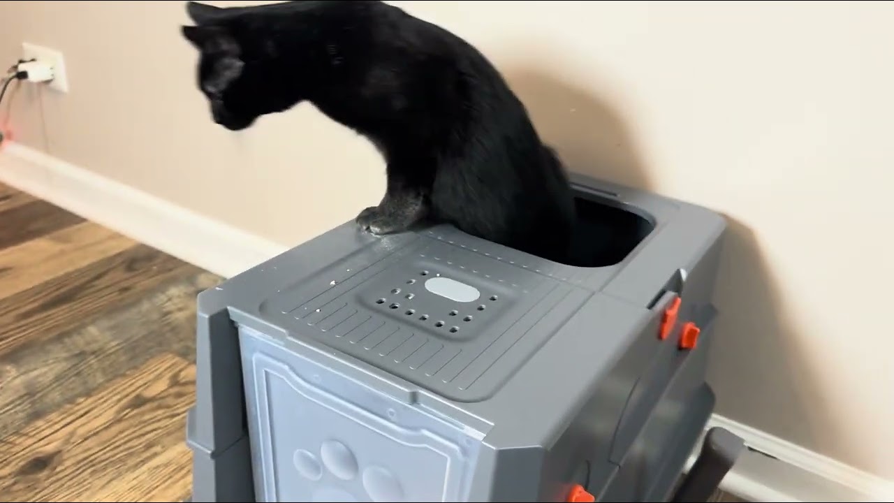 Joke's on my cat ... she thinks it's fun but I'm just trying to keep the house clean #litterbox
