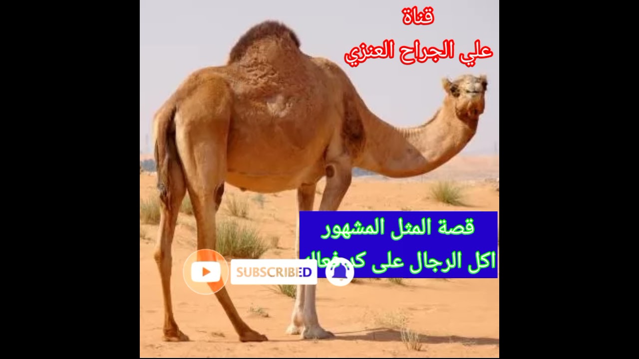 قصة المثل المشهور اكل الرجال على كد فعاله