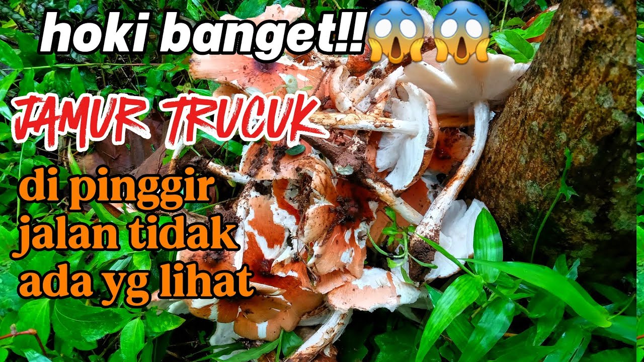 Hoki banget!! Jamur trucuk di pinggir jalan tidak ada yang lihat.