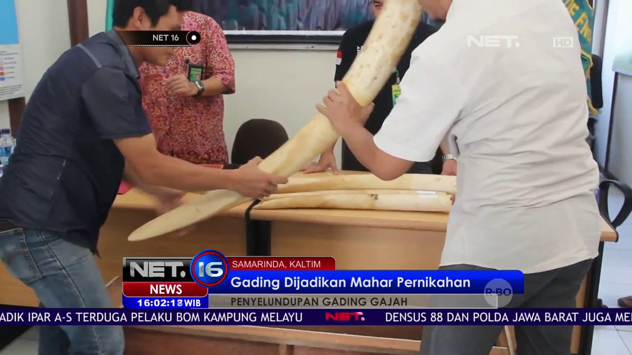 Lima Gading Gajah Disita di Perbatasan - NET16