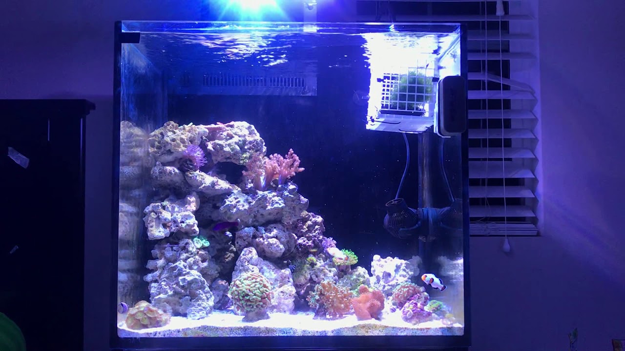 Update on reef tank