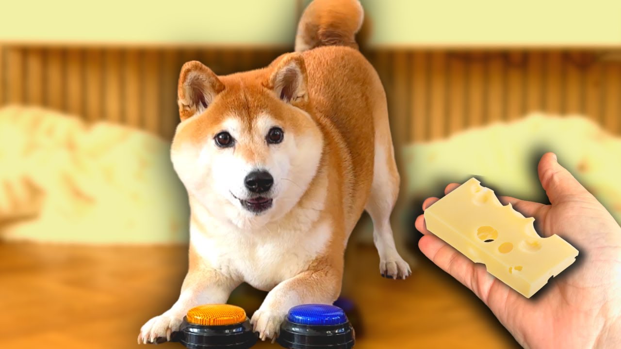 Cheese Tax SMASH or PASS with my dog escalates quickly!