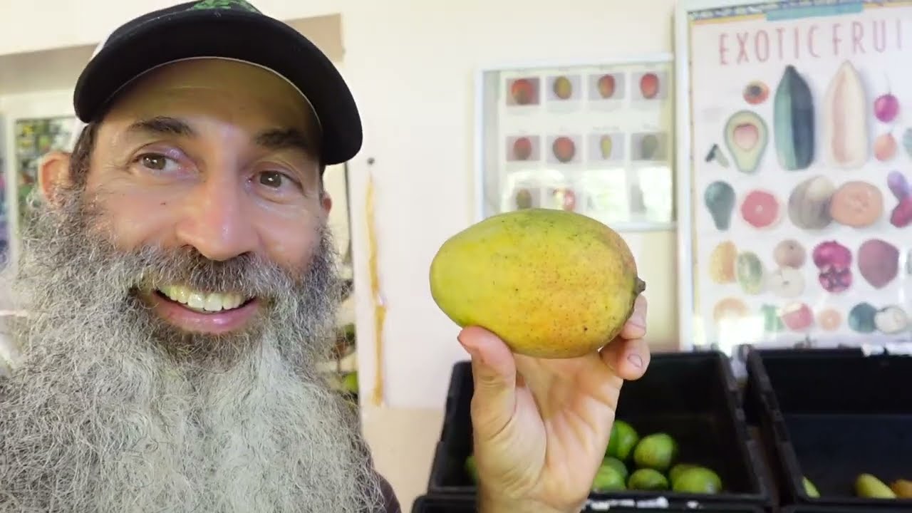 Zill High Performance Nursery Has Mangos For Sale NOW