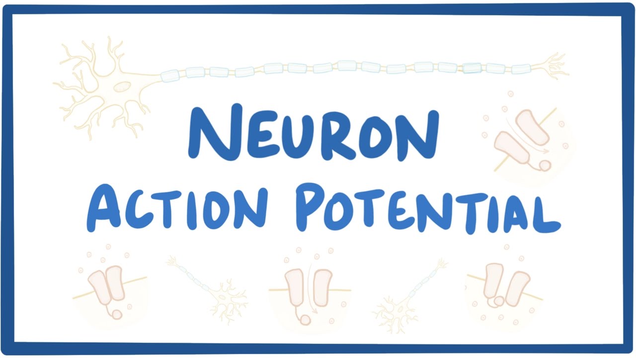 Neuron action potential - physiology