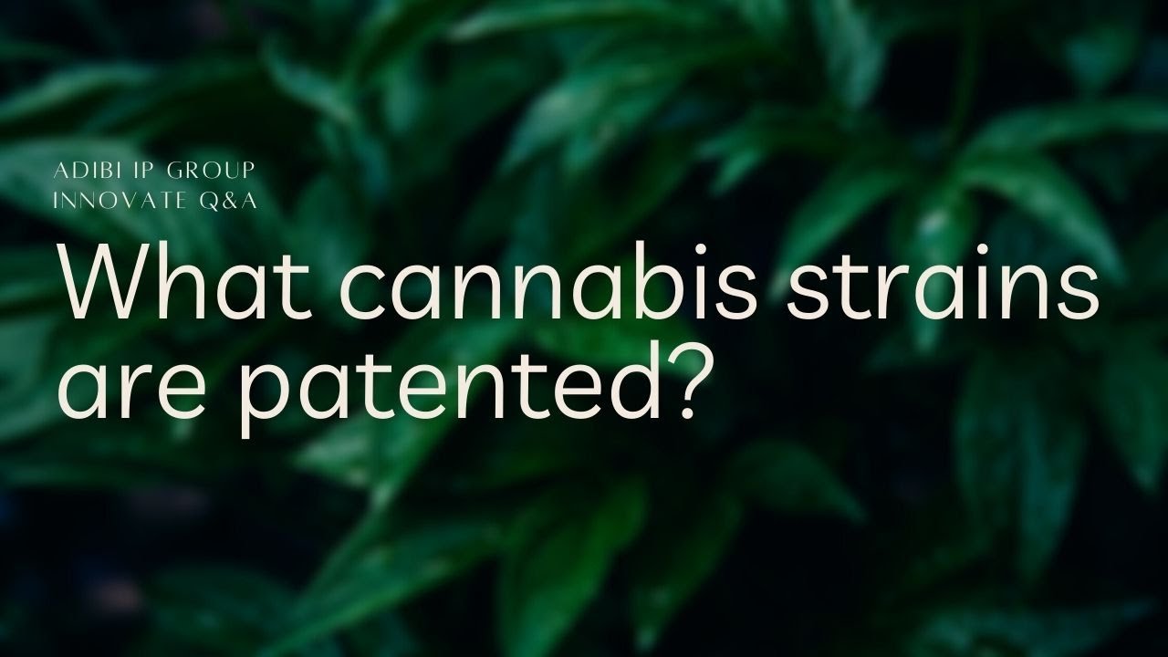 What cannabis strains are patented?
