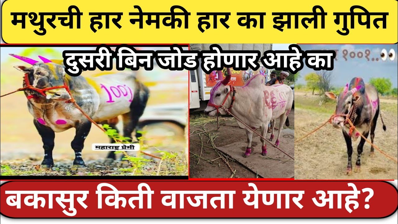 कोण झालं 2 लाख बिनजोड चे मानकरी|live bailgada sharyat today|#bakasur #mathurbail #mathurbinjod