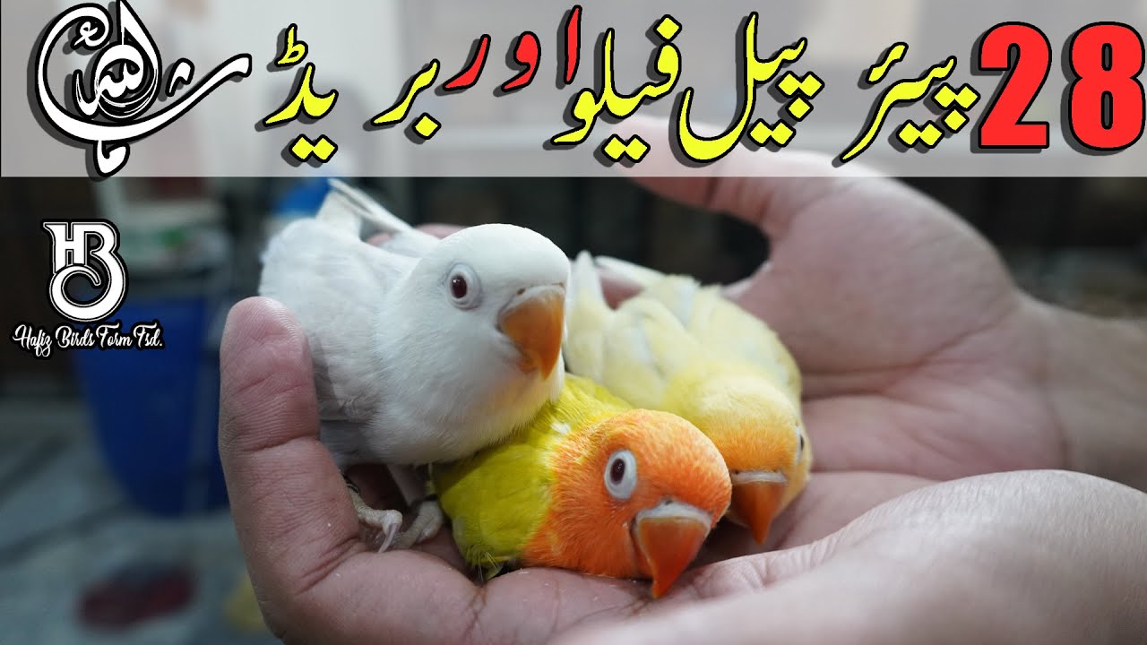 Pale Fellow Breeding Setup & Breeding progress #lovebirdbreeding​ #Albino_RedEye #lovebirdsmutation