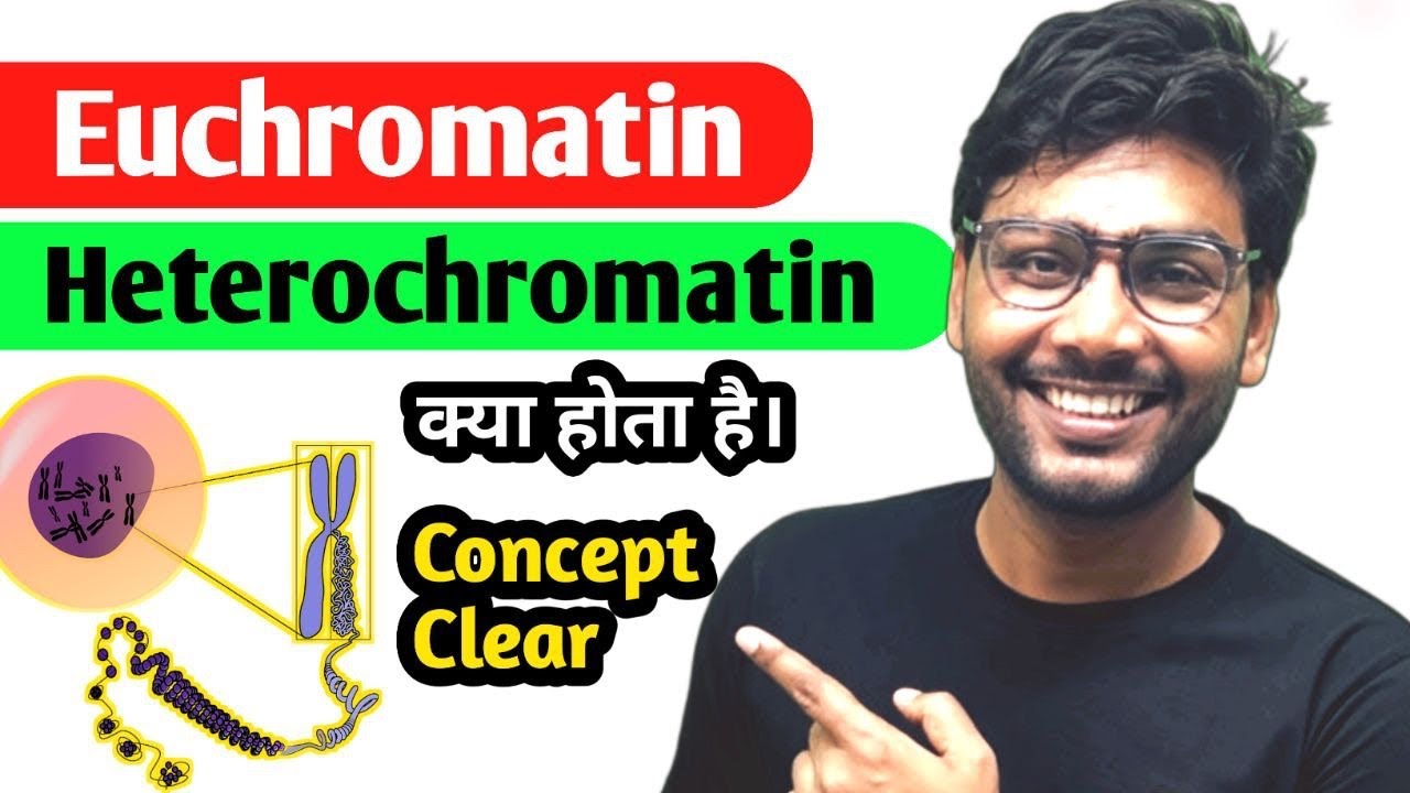 EUCHROMATIN AND HETEROCHROMATIN IN HINDI | Difference Between Euchromatin And Heterochromatin/ NEET