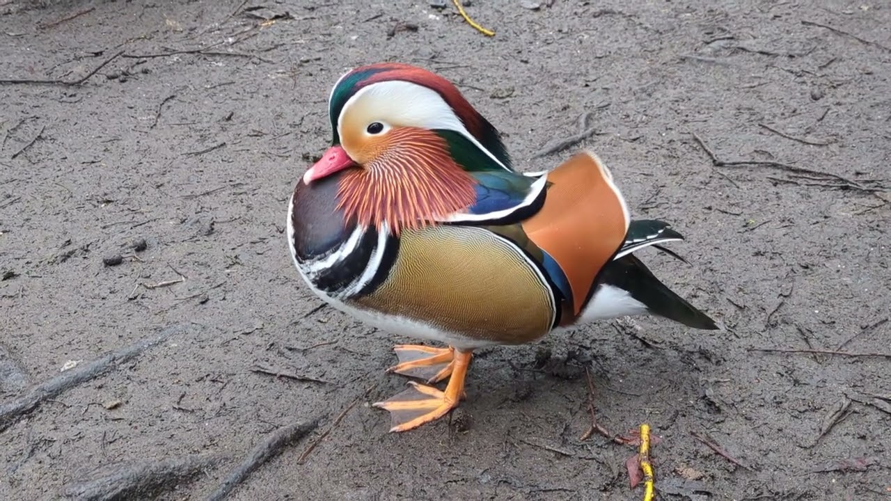 Our Local Mandarin Ducks