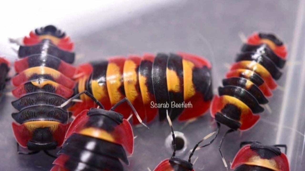 Lost in the Deep Forest – Searching for the Mysterious World of Isopods