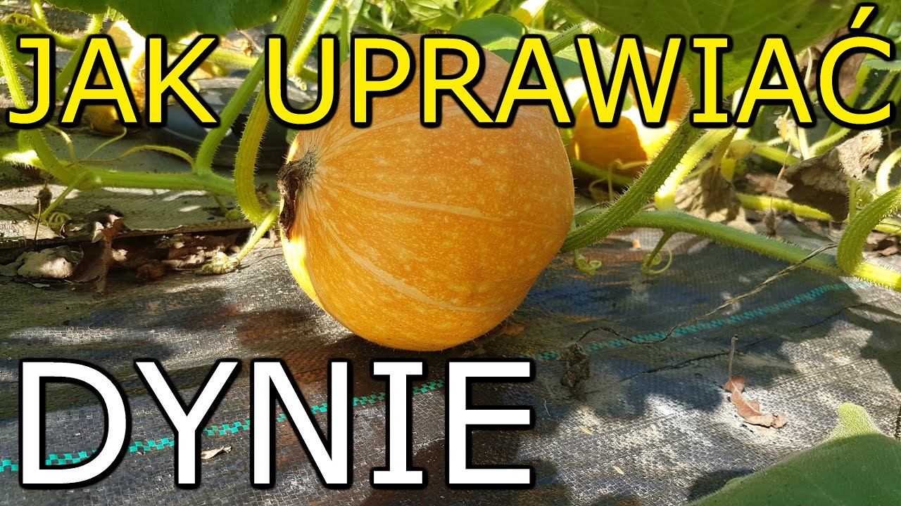Jak uprawiać Dynię | Uprawa Dyni KROK po KROKU