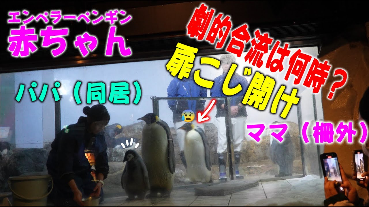 【合流間近？お母さんの心配そうな行動に涙腺崩壊】エンペラーペンギン赤ちゃん成長物語 元気にシシャモ束食！