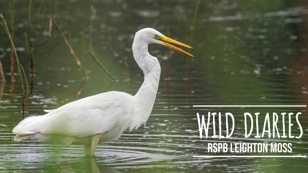 A Twitcher's Delight: Rare Birds and Surprising Catches at RSPB Leighton Moss
