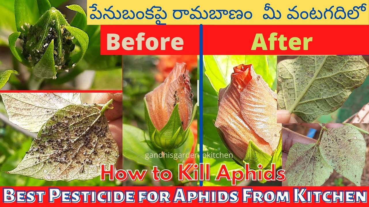 Best pesticide for Aphids with Results | పేనుబంకపై రామబాణం మీ వంటగదిలో