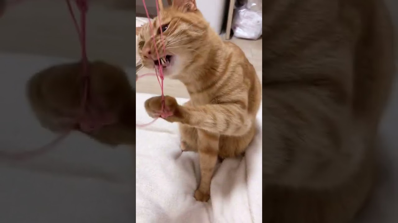 新しいヒモに興奮する猫の大ちゃん【#shorts 】Dai-chan, a cat excited about the new string
