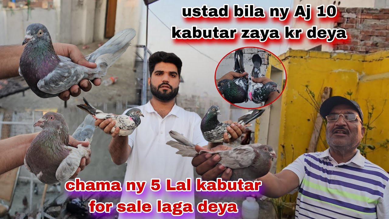 Ustad bila ny aj 10 kabutar baga deya😯chama ny 5 Laal kabutar for sale laga deya waja kya bhani😒