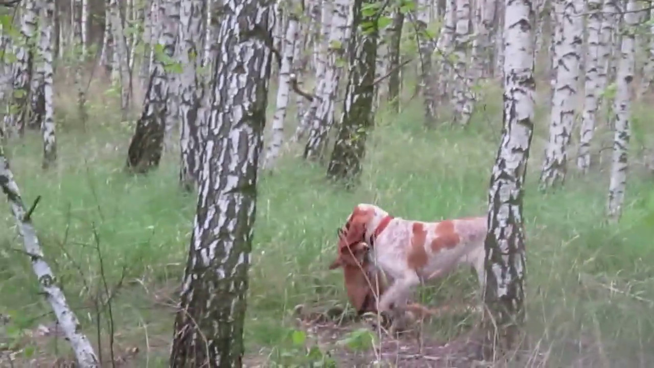 Bracco italiano - fox tracking and retrieve