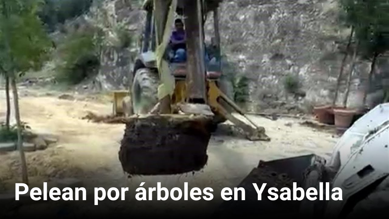 Pelean por árboles en Ysabella | Monterrey