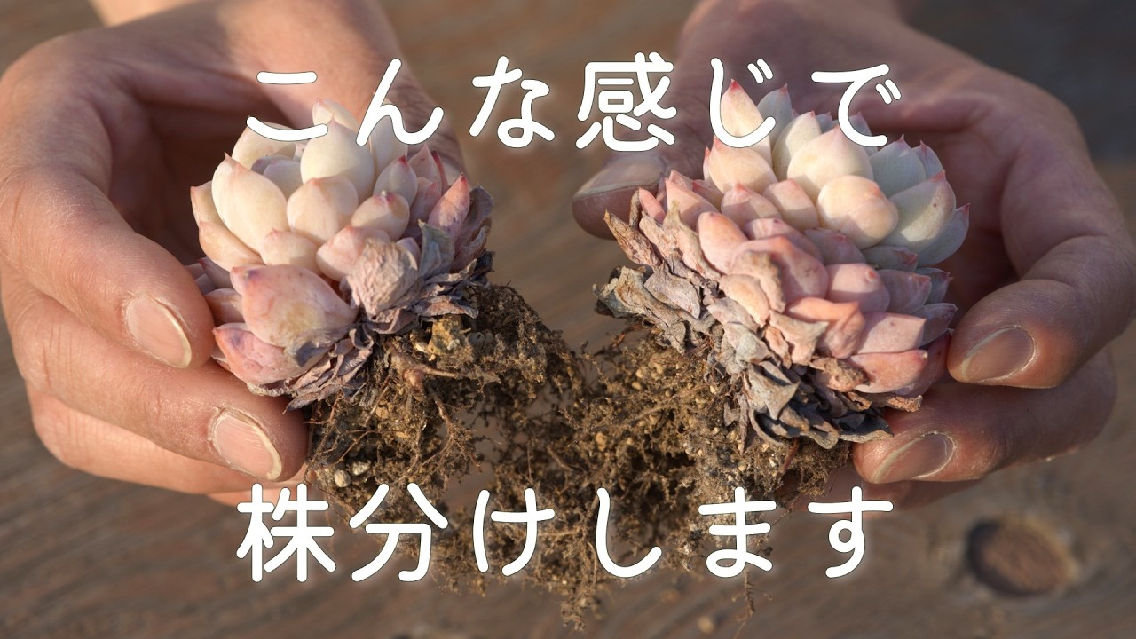 #192【春の多肉事】丈夫にしっかり保険株。