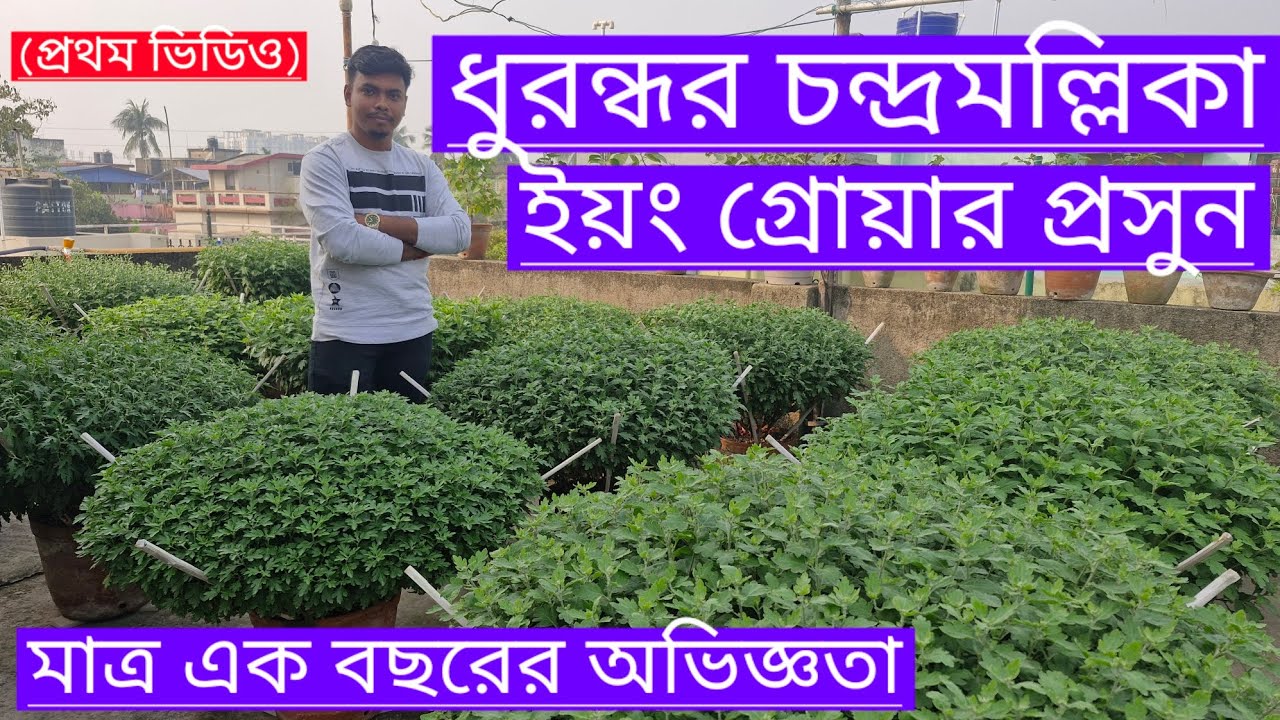 ধুরন্ধর প্রসুনের চন্দ্রমল্লিকা|How to Grow Chrysanthemum|পুষ্পকাহন|