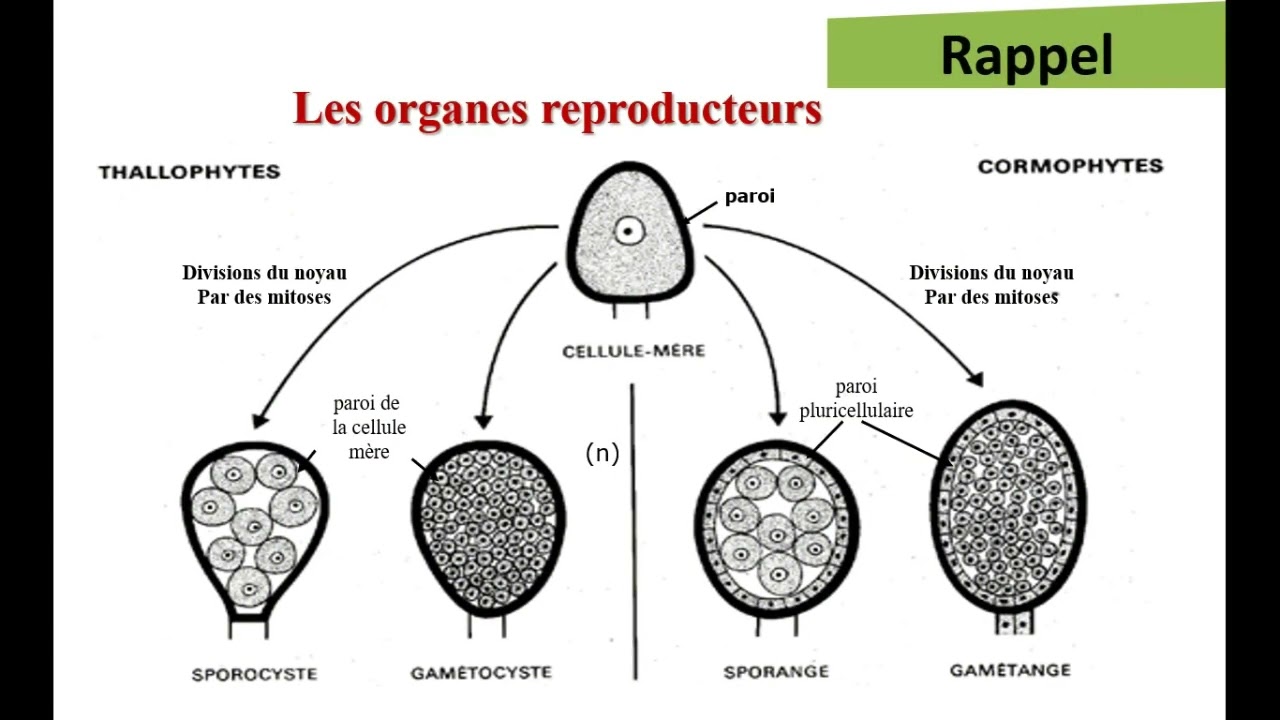 Study of the vegetative and reproductive system in thallophytes _ Practical work part 1 of session 1