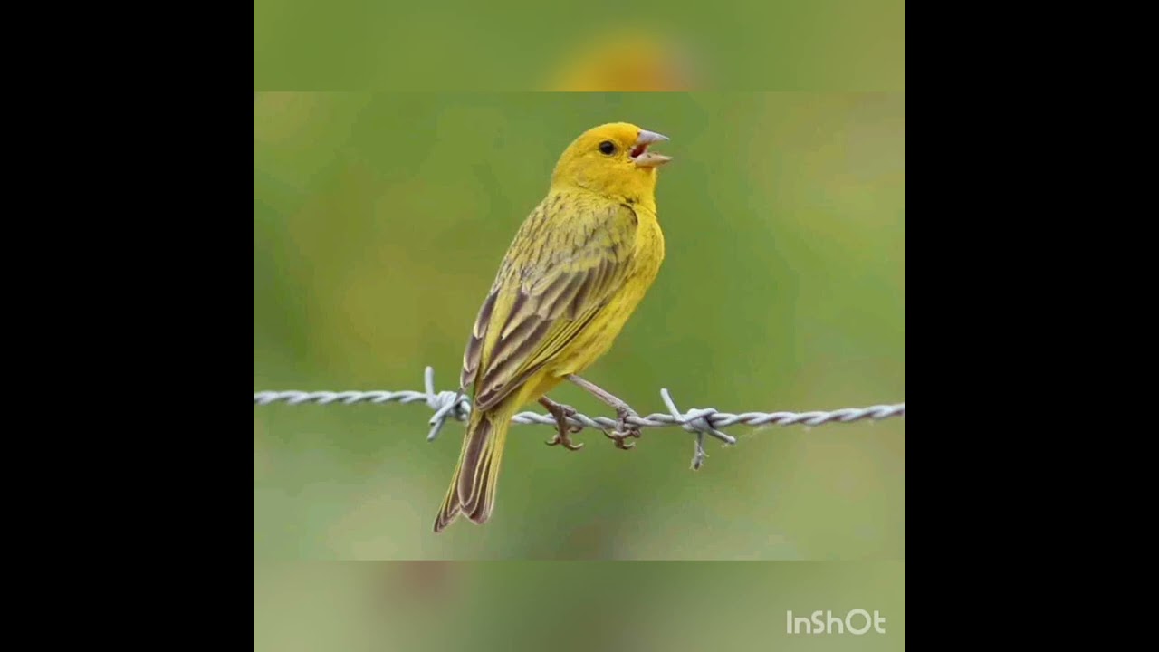jilguero llamador n:3 para enseñar a blancos  no te olvides suscribirse y activar la campanita 🔔🔔🔔