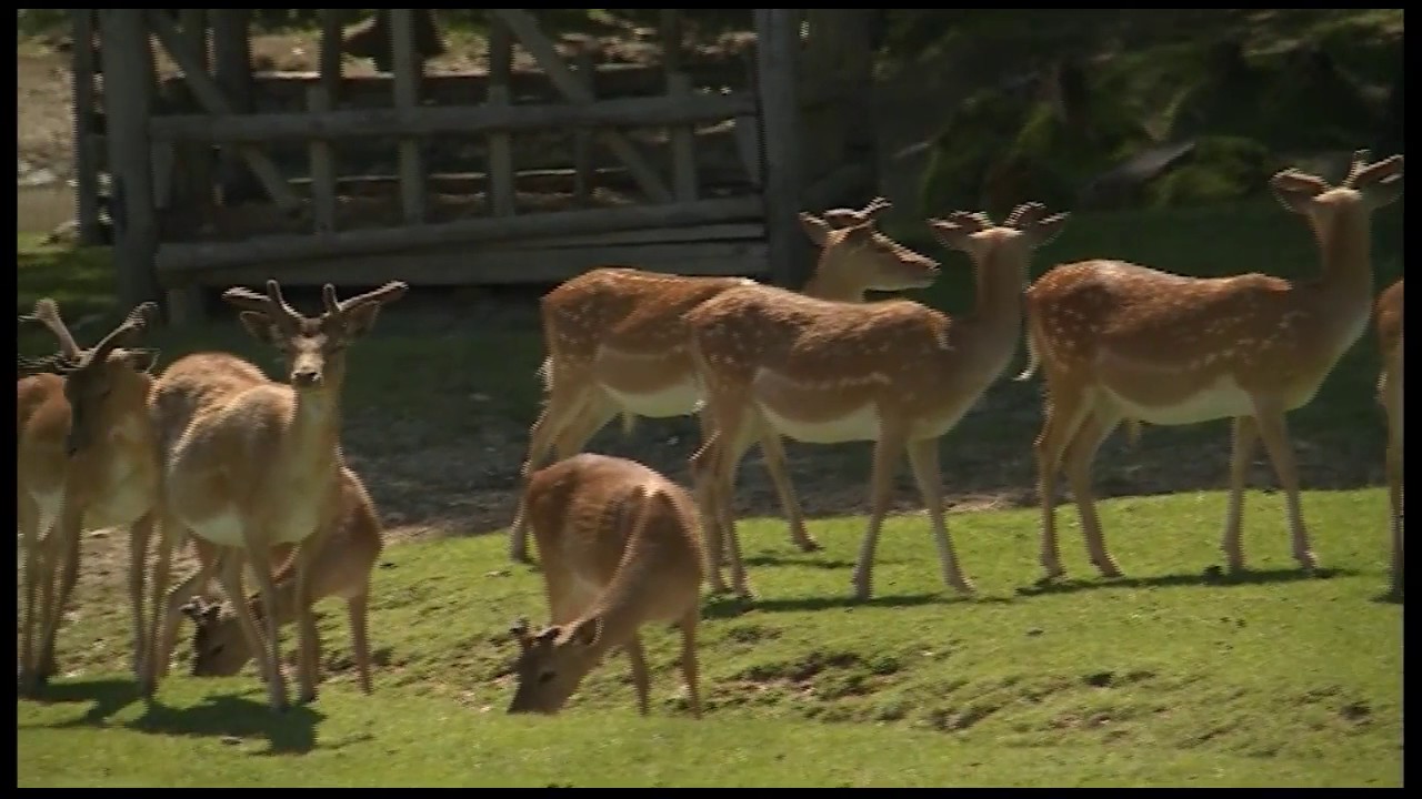 IL PARCO FAUNISTICO DI RANCO SPINOSO - Sestino (AR)