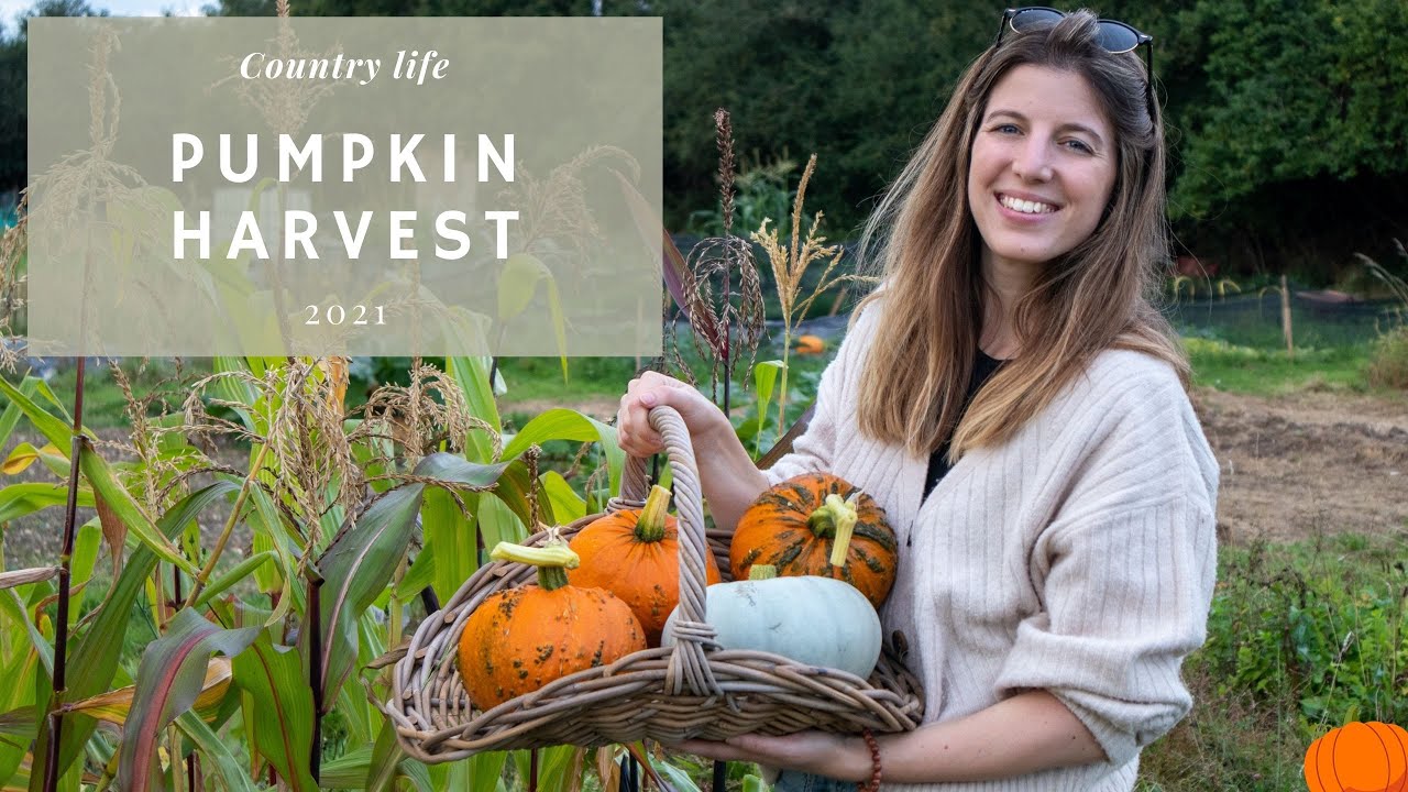 A Surprising Pumpkin Harvest | Heirloom Varieties | In My Veggie Garden 💚