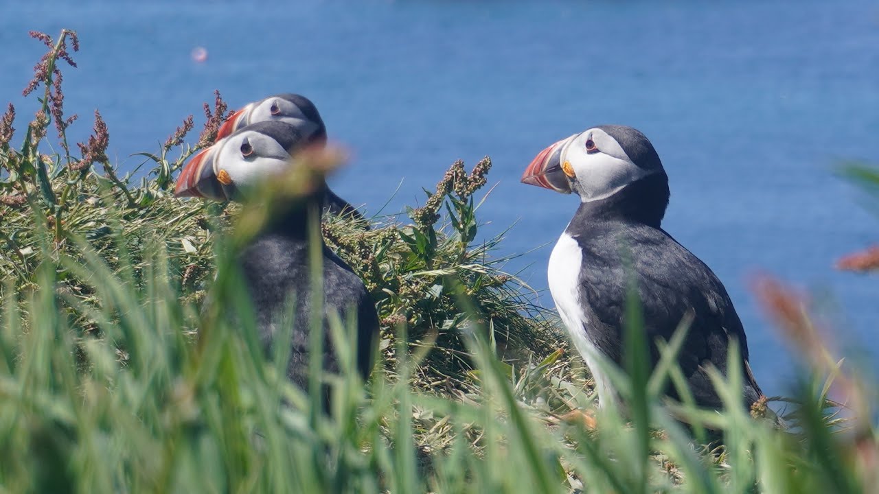 WE VISITED A PUFFIN ISLAND!